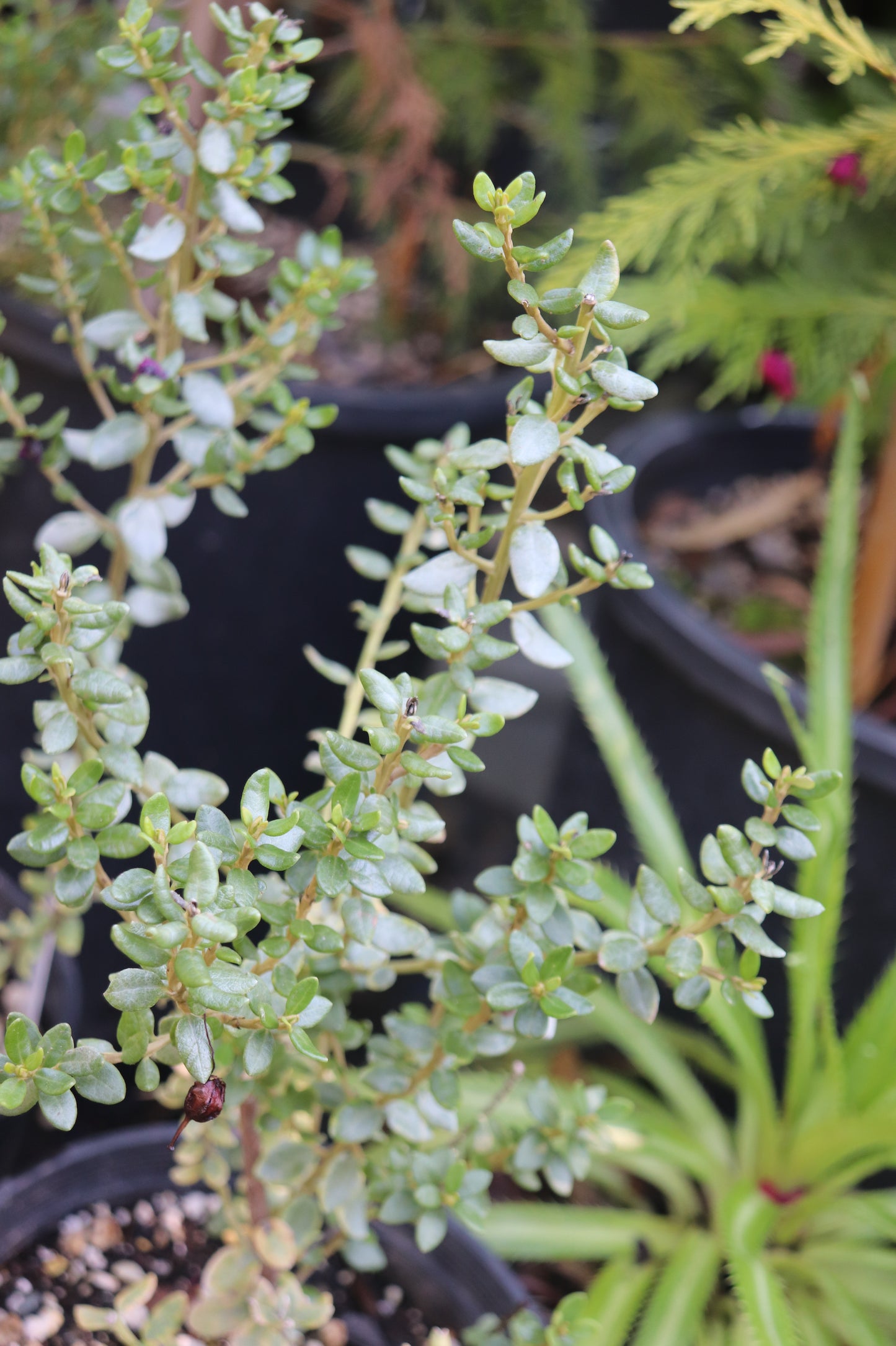*RETAIL - Olearia nummulariifolia