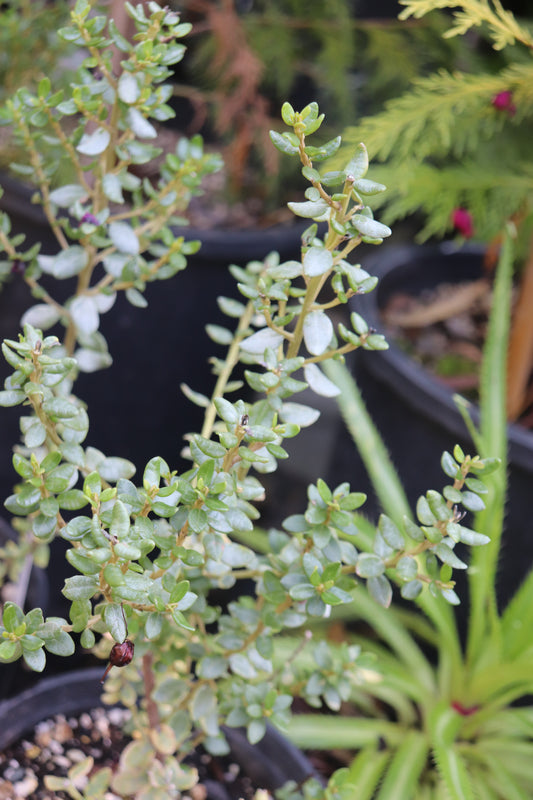 *RETAIL - Olearia nummulariifolia