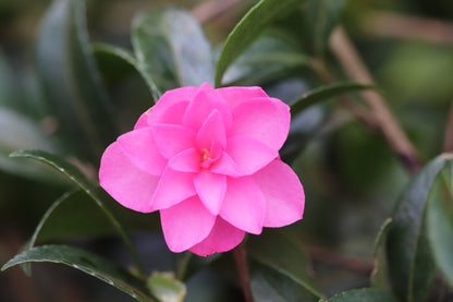 *RETAIL - Camellia sasanqua 'Lil Rose'