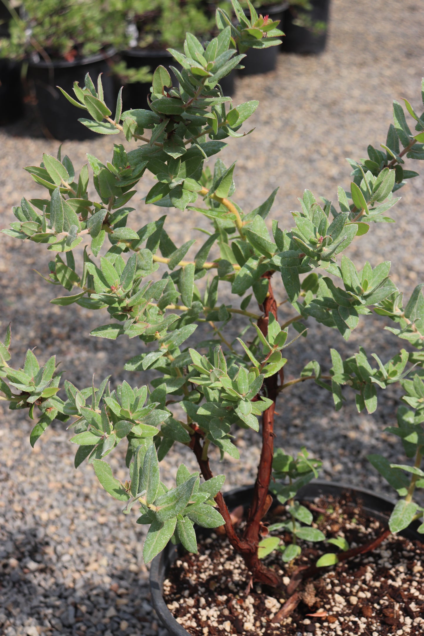 Arctostaphylos pajaroensis 'Jade Diamond'