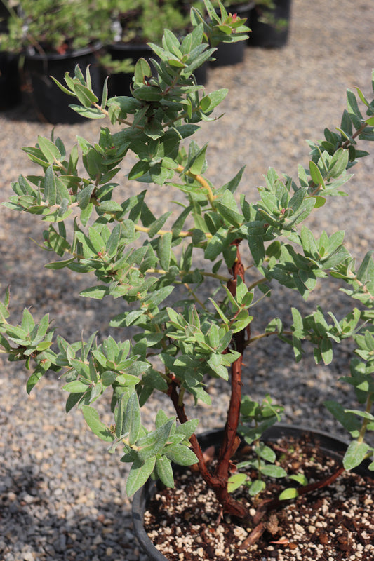 Arctostaphylos pajaroensis 'Jade Diamond'