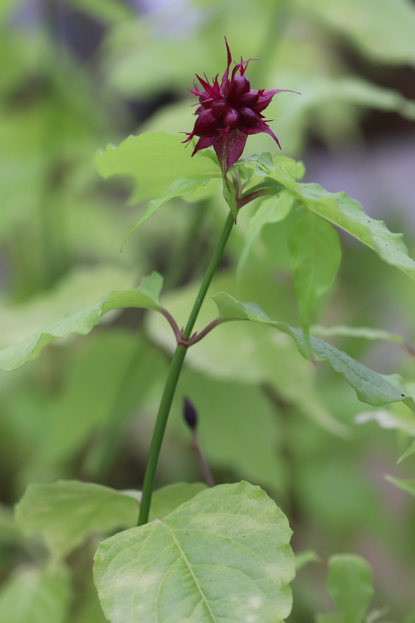 *RETAIL - Leycesteria formosa 'Golden Lanterns'