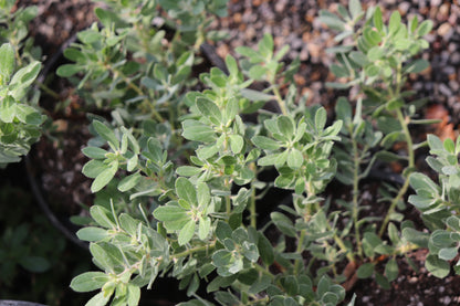 *RETAIL - Arctostaphylos pumila