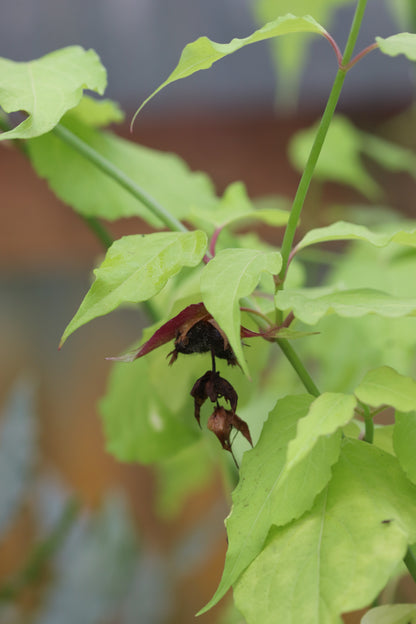 *RETAIL - Leycesteria formosa 'Golden Lanterns'