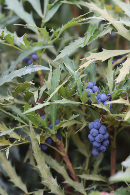 *RETAIL - Mahonia fortunei