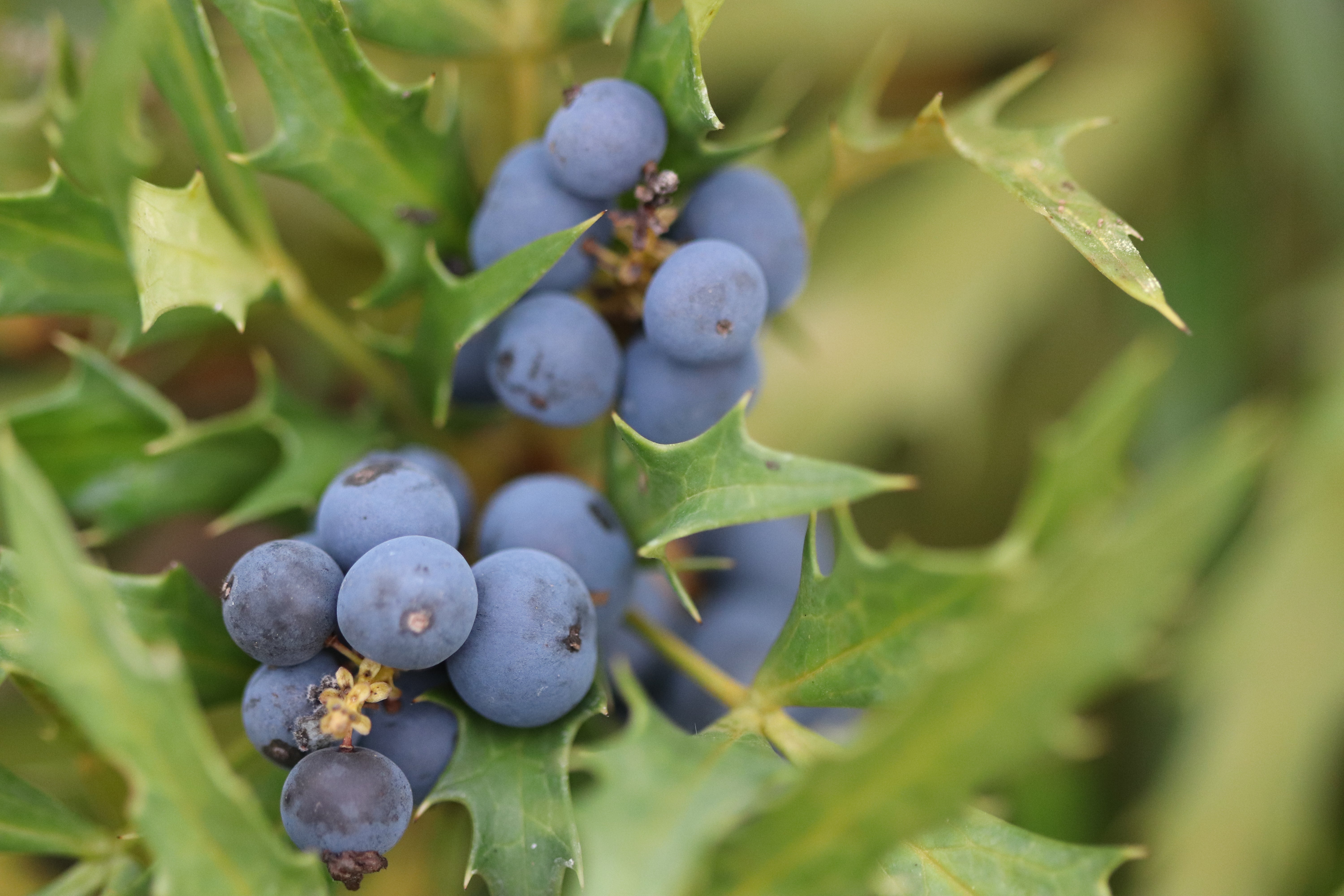 *RETAIL - Mahonia fortunei [DJHC] – Cistus Nursery