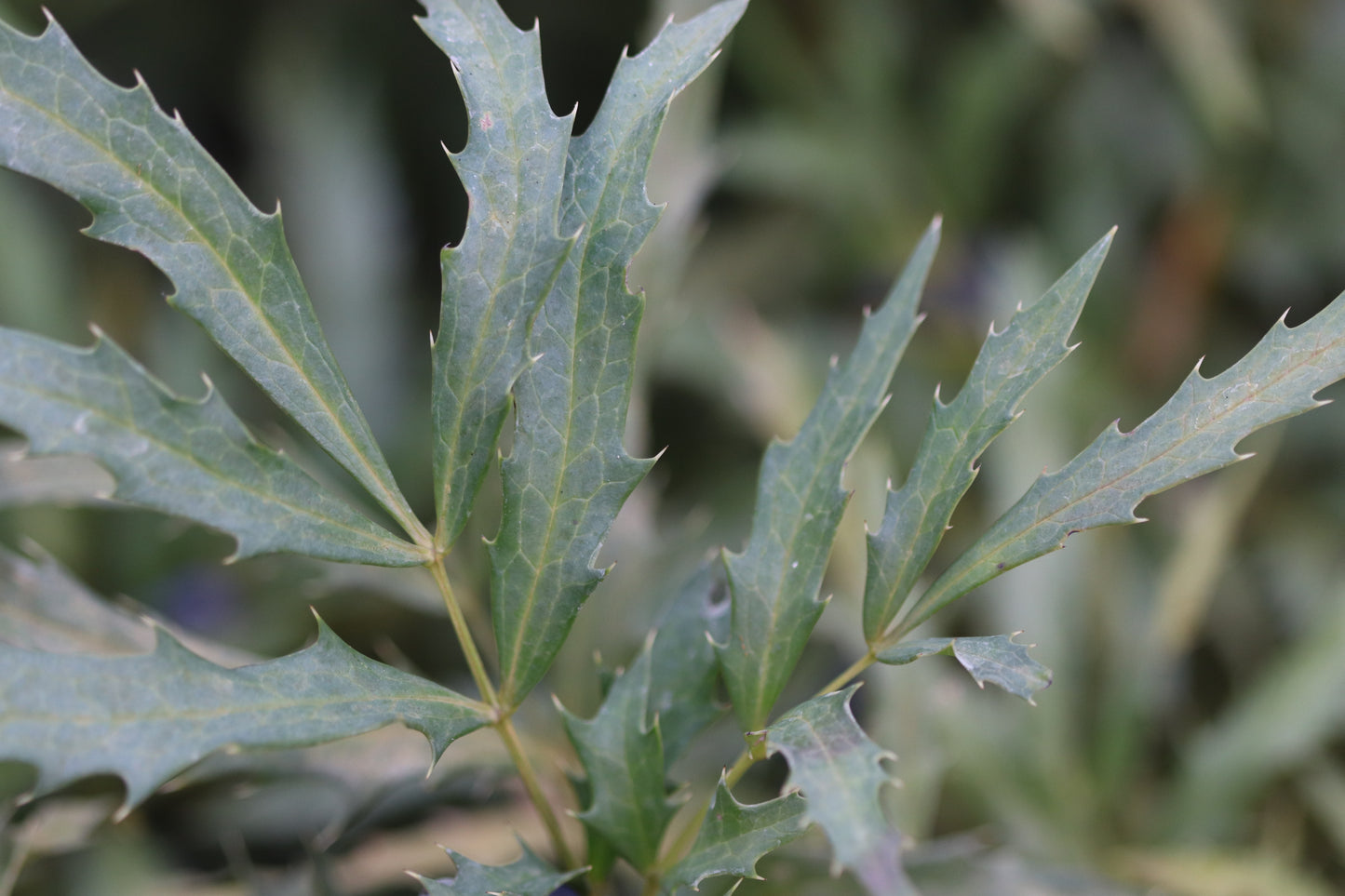 Mahonia fortunei [DJHC]