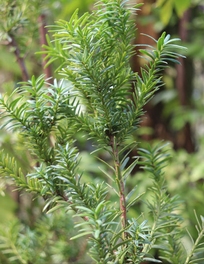 *RETAIL - Taxus x media 'Hicksii'