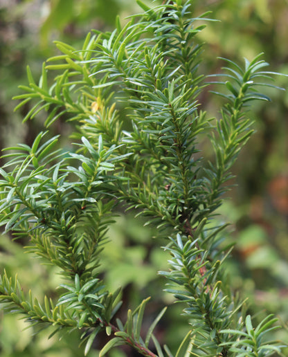 *RETAIL - Taxus x media 'Hicksii'