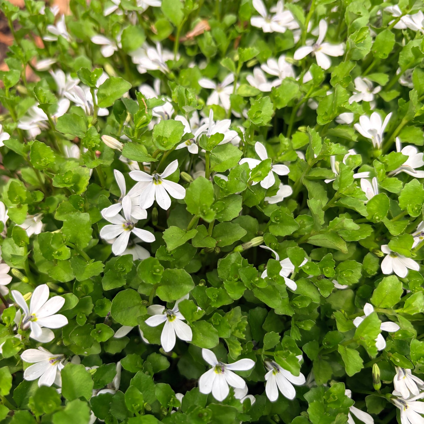 *RETAIL - Pratia angulata