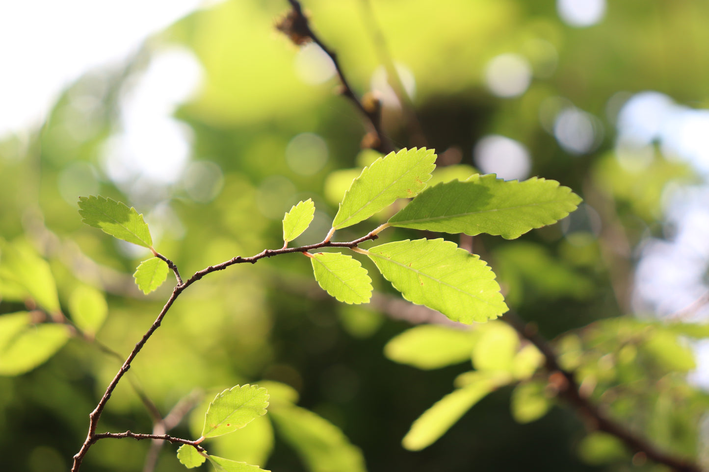 *RETAIL - Ulmus parvifolia '11th Avenue'