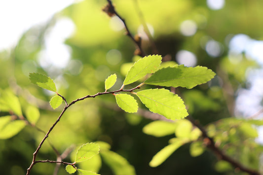 *RETAIL - Ulmus parvifolia '11th Avenue'