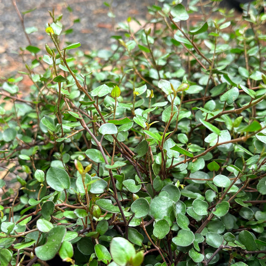 *RETAIL - Muehlenbeckia complexa 'Big Leaf'