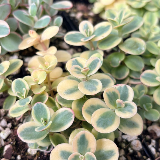 *RETAIL - Sedum Sunsparkler 'Lime Twister'