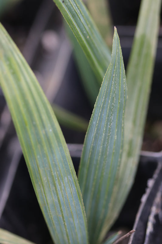 Sabal minor 'Cherokee'