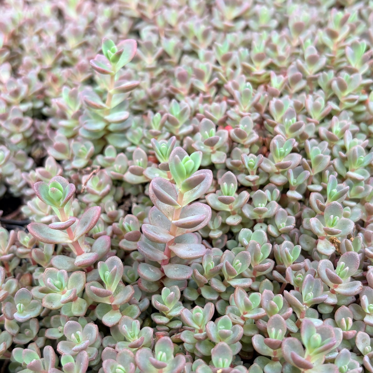 *RETAIL - Sedum pluricaule 'Isle of Sakhalin'