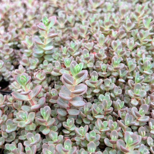 *RETAIL - Sedum pluricaule 'Isle of Sakhalin'