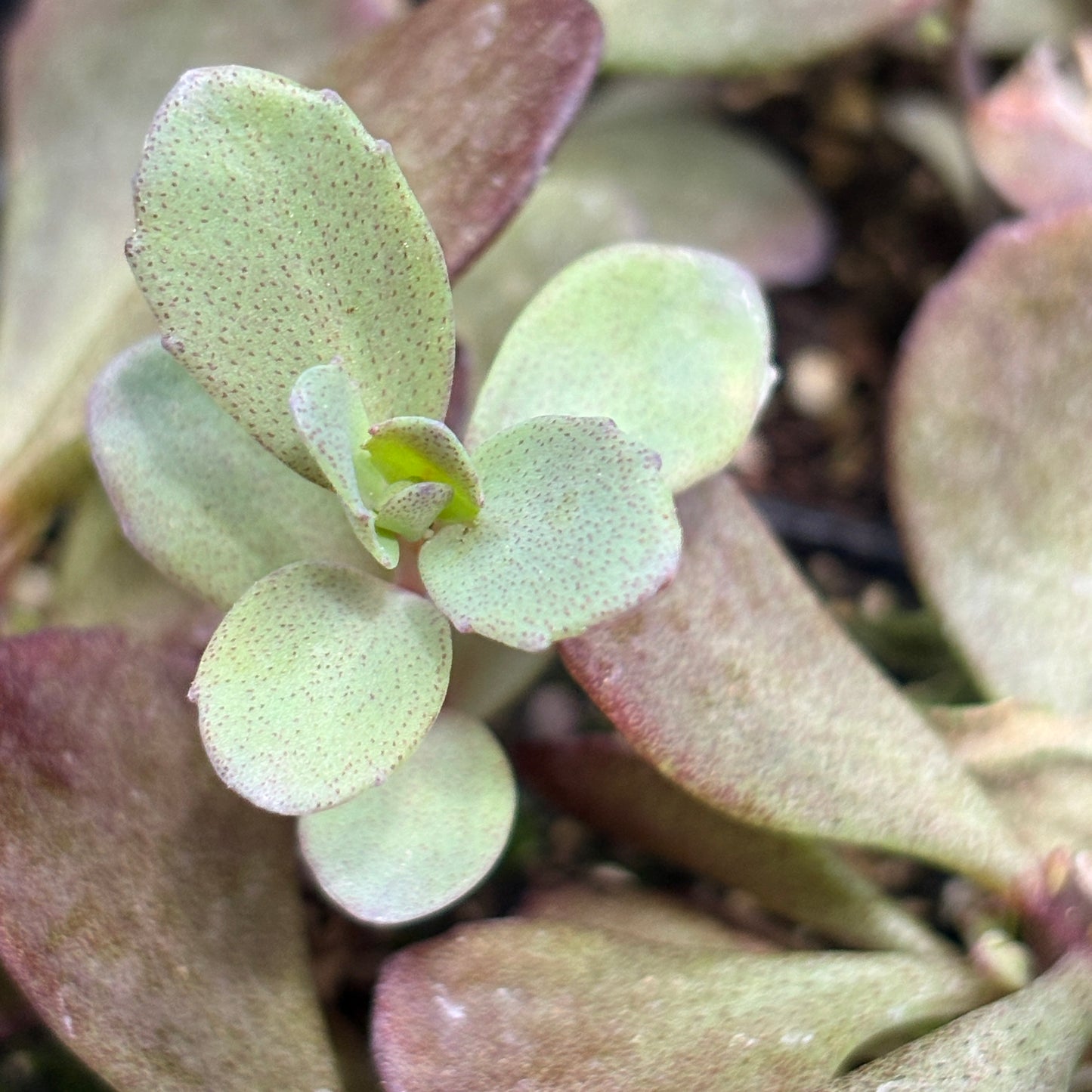 *RETAIL - Sedum Sunsparkler 'Dazzleberry'