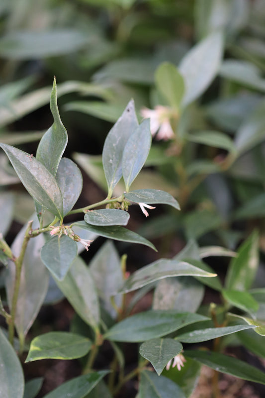 Sarcococca orientalis