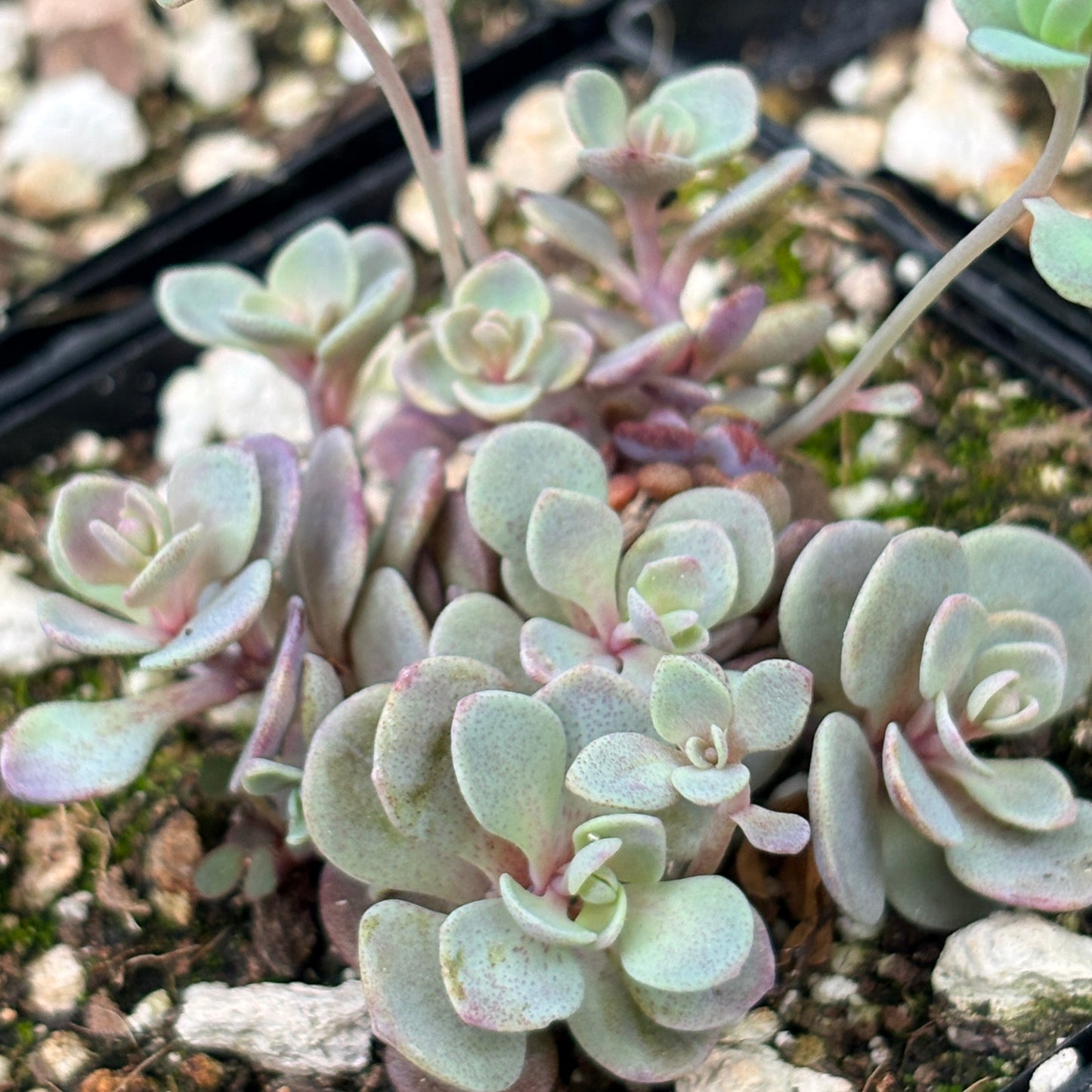 *RETAIL - Sedum Sunsparkler 'Blue Elf'