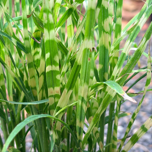 *RETAIL - Miscanthus sinensis 'Gold Bar'