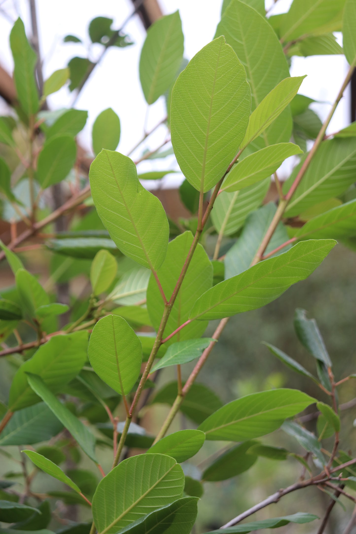 *RETAIL - Rhamnus purshiana x 'Santa Lucia'