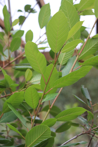 *RETAIL - Rhamnus purshiana x 'Santa Lucia'