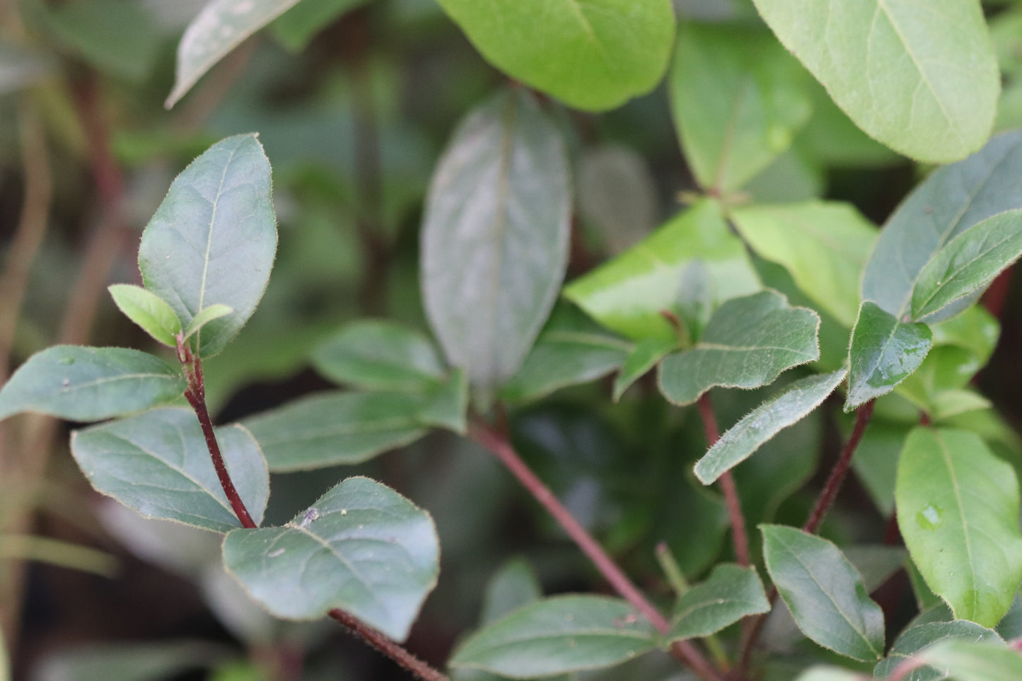 Viburnum tinus var. robusta