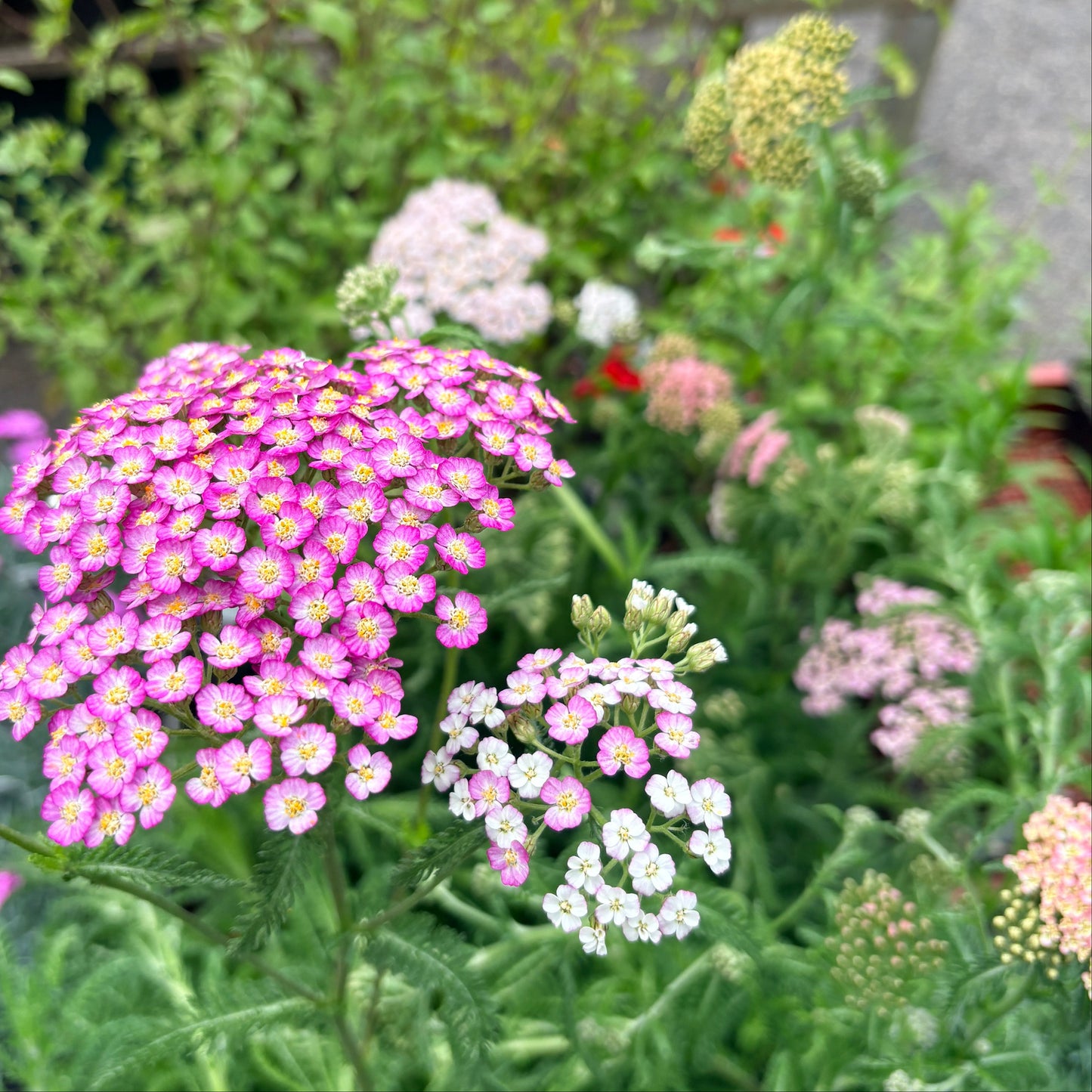 *RETAIL - Achillea millefolium 'Colorado'