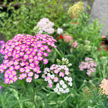 *RETAIL - Achillea millefolium 'Colorado'