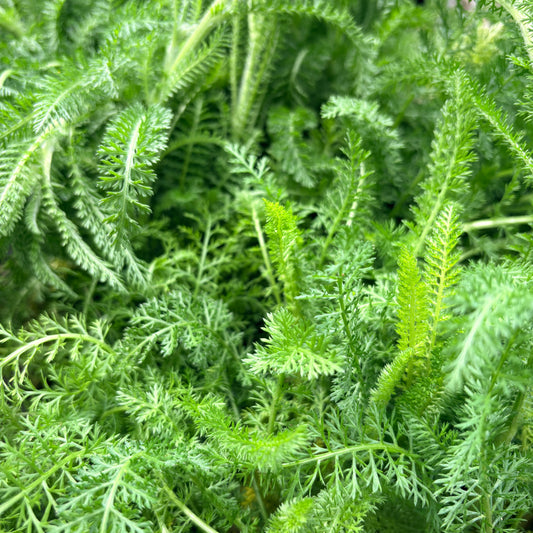 *RETAIL - Achillea millefolium Flowerburst 'Fruit Bowl'
