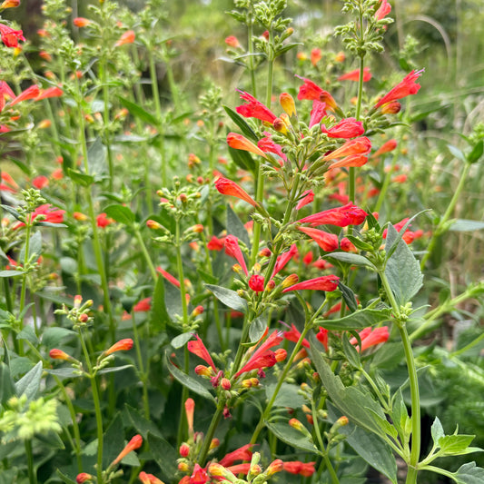 *RETAIL - Agastache 'Kudos Red'