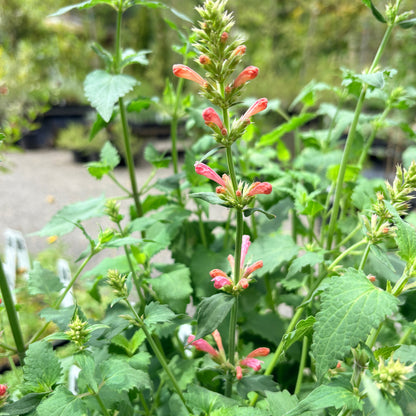 *RETAIL - Agastache 'Pink Pearl'