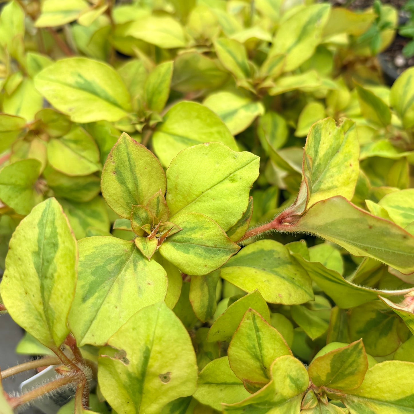 *RETAIL - Lysimachia congestiflora 'Variegated'