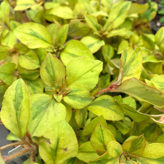 *RETAIL - Lysimachia congestiflora 'Variegated'