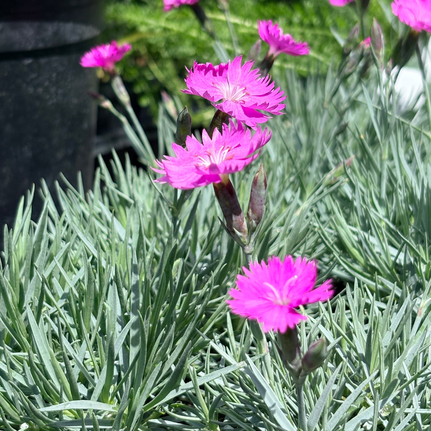 *RETAIL - Dianthus 'Firewitch'