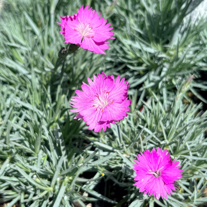 *RETAIL - Dianthus 'Firewitch'