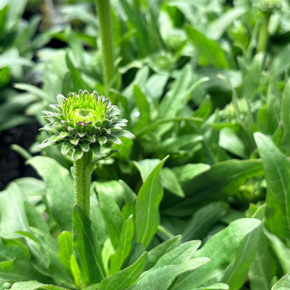 *RETAIL - Echinacea Prima™ 'Saffron'
