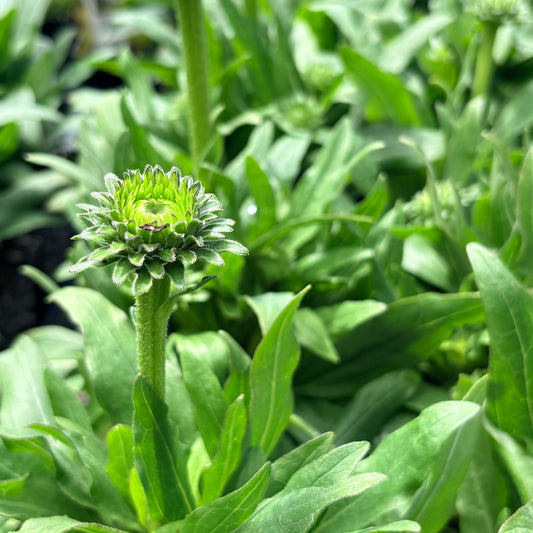 *RETAIL - Echinacea Prima™ 'Saffron'