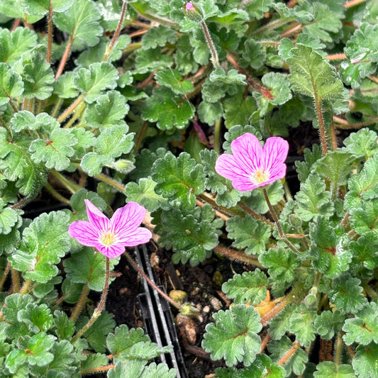 *RETAIL - Erodium 'Bishop's form'