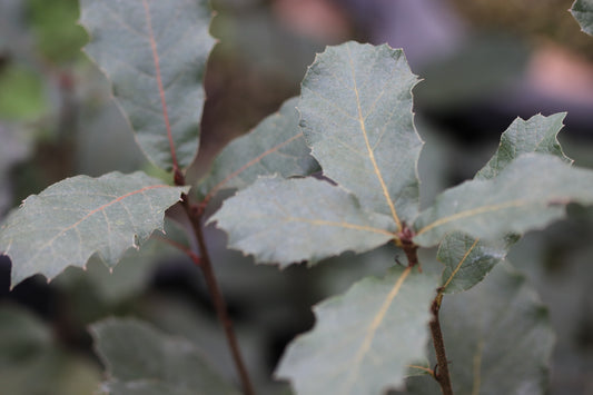 *RETAIL - Quercus rugosa - Bonfante