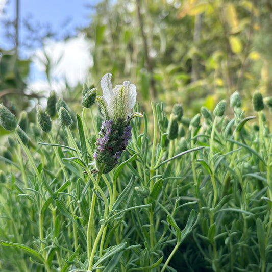 *RETAIL - Lavandula stoechas 'La Diva Papillon White'