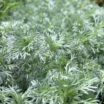 *RETAIL - Artemisia schmidtiana