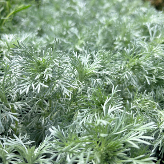 *RETAIL - Artemisia schmidtiana