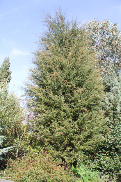 *RETAIL - Cupressus pygmaea