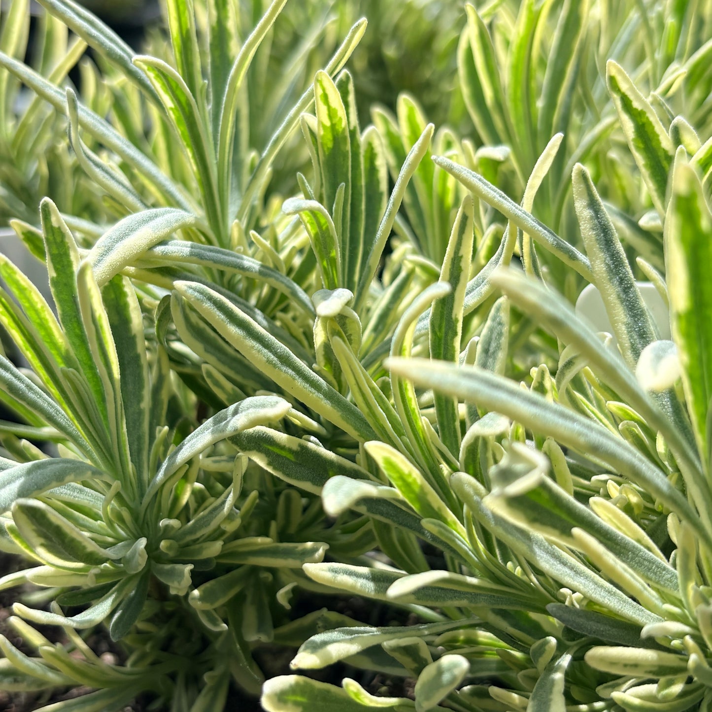 *RETAIL - Lavandula angustifolia 'Platinum Blonde'