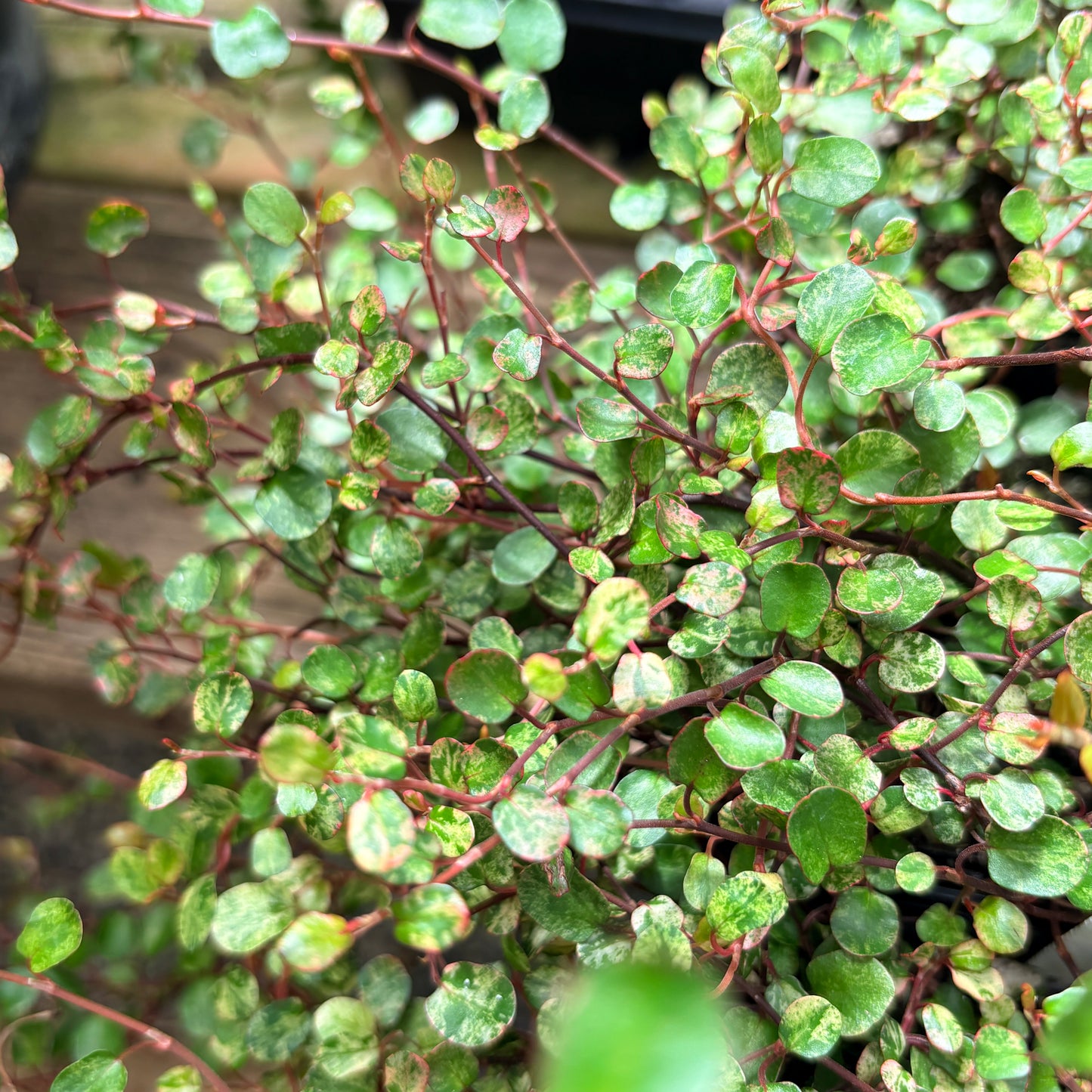 *RETAIL - Muehlenbeckia axillaris 'Tricolor'
