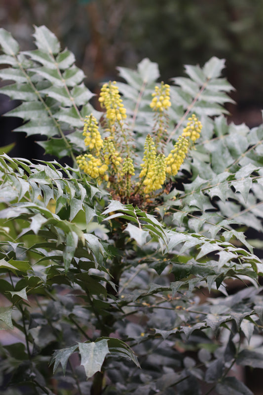 *RETAIL - Mahonia x media 'Charity'