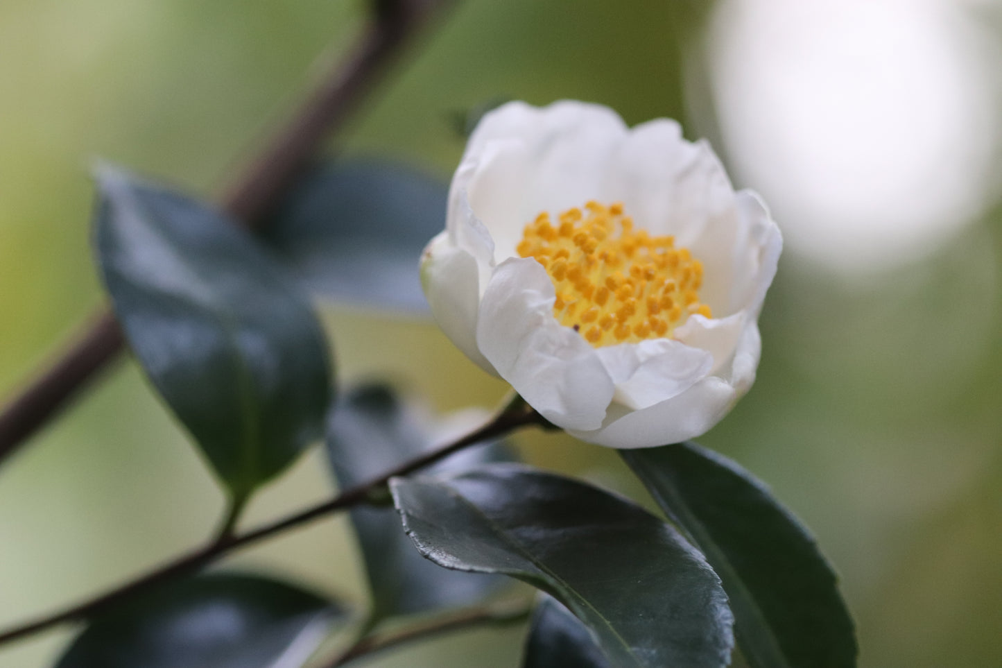 *RETAIL - Camellia sasanqua 'Narumigata'