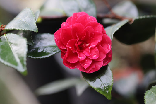 *RETAIL - Camellia sasanqua 'Purple Haze'